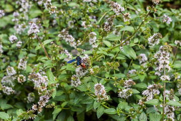 Blue winged wasp (Scolia dubia) feeding on mint flowers