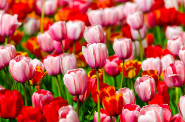 Obraz premium pink tulips in the field during the day