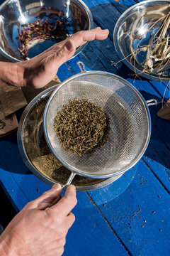Seed saving, using a sifter to separate the seeds from the chaff