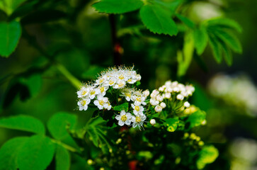 small white blooming flowers on a green background