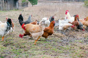 Chickens and rooster feeding in rural barnyard field. Chickens huddle in the backyard of the eco-farm behind a fence. poultry farming concept. chicken coop