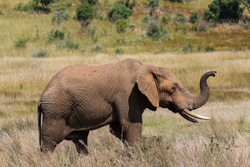 African Bush Elephant, Pilanesberg National Park