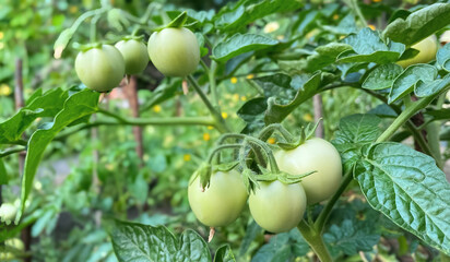 Ripe tomatoes on a bush in the open field in clear weather close-up. Agrarian and farming concept