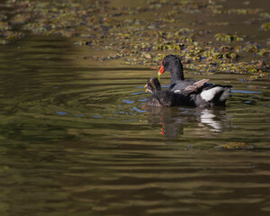 Mother and chick sharing a morning swim looking for food