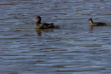 Mother and chick sharing a morning swim looking for food