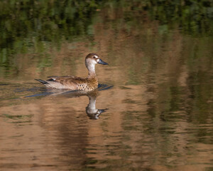 A small teal swimming in muddy water