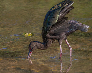 An ibis wandering around muddy water