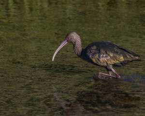 Naklejka premium An ibis wandering around muddy water