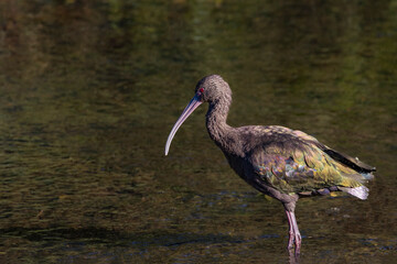 An ibis wandering around muddy water