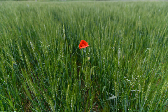 Red poppy flower in the middle of a field of green spikelets