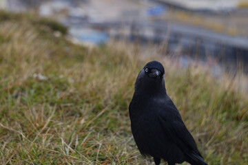 crow on the grass
