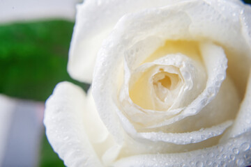 Naklejka premium Natural background with white rose