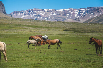 horses grassing at mountain pasture