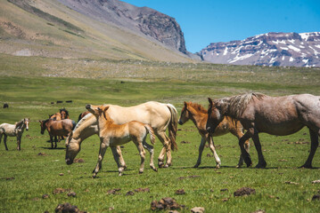 horses grassing at mountain pasture