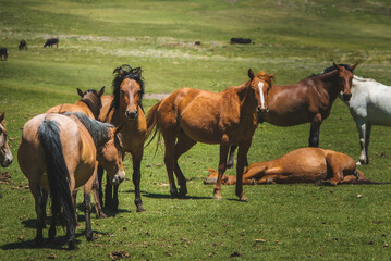 Naklejka na ściany i meble family of wild Horses grassing at the mountains