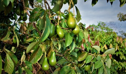 Lebrija - Santander - Colombia - 5