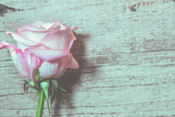 Eine Rose mit Platz für Text Hintergrund	Holz grün
