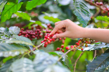 Plantation red coffee bean farmer hands ripe harvest in Garden farm. Close up hand harvesting green red yellow bean Robusta arabica Coffee berries leaf tree Plant in Brazil Ethiopia Vietnam Country