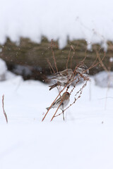 birds eating in a bush