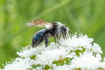 Weiße Biene auf weißer Blüte 2