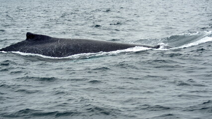 Dorsal fin of a humpback whale in Machalilla National Park, off the coast of Puerto Lopez, Ecuador