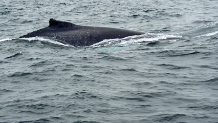 Fototapeta premium Dorsal fin of a humpback whale in Machalilla National Park, off the coast of Puerto Lopez, Ecuador