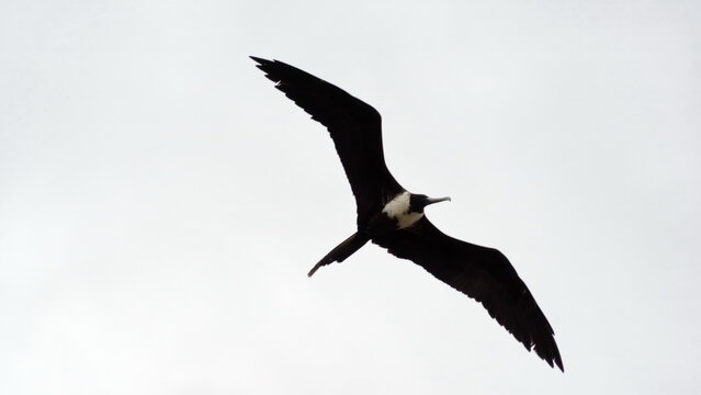 Magnificent frigatebird (Fregata magnificens) flying above the beach in Puerto Lopez, Ecuador