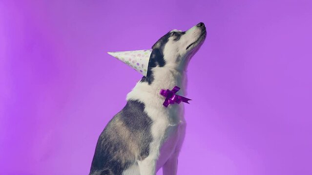 A young husky poses with a festive hat on his head and a bow around his neck in the studio on a purple background