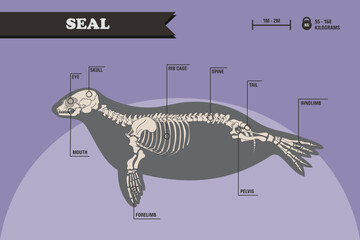 Anatomy of a harbor seal. Seal skeleton