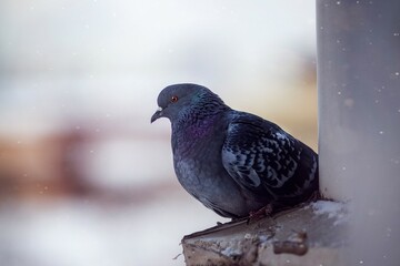 Pigeon on the ledge
