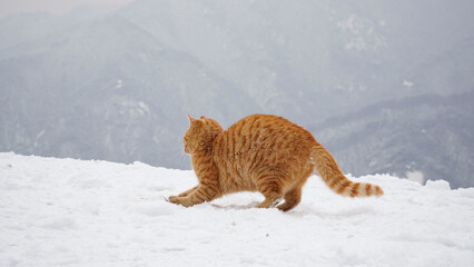 눈 밭에서 장난치는 노란 고양이,
