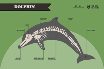 Dolphin skeleton with names of different parts of the body