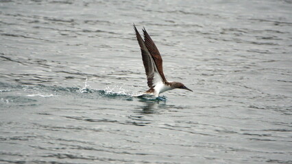 Blue footed booby (Sula nebouxii) taking off from the bay in Puerto Lopez, Ecuacor