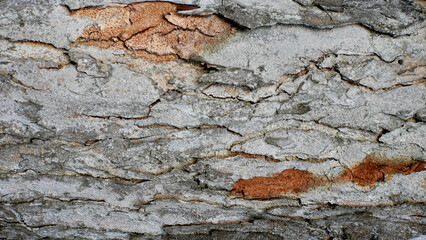 tree bark texture, pattern of natural tree bark background. Rough surface of trunk