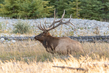 Bull Elk (Wapiti), (Cervus canadensis) guarding his harem of cows, Bow River, Canmore, Alberta, Canada,