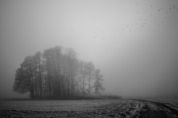 Obraz premium Nebel