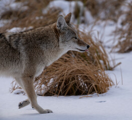 Coyote (Canis latrans), Vermillion Lakes, Banff National Park, Alberta, Canada