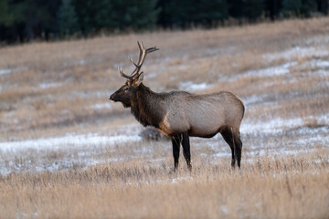 Naklejka na ściany i meble Bull Elk (Wapiti), (Cervus canadensis) Minnewanka loop, Banff National Park, Alberta, Canada