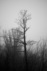 trees in fog