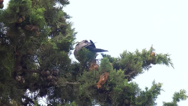 Hobby fledgling feeding on Cyprus tree, mount Hertzel, Jerusalem
Footage from israel, 2022
