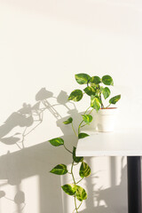 indoor devil's ivy plant in white pot with sunlight shadow