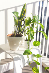 Stylish indoor garden filled devils ivy, snake and bamboo plants