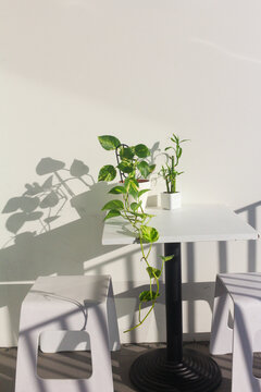 devil's ivy and bamboo plants in white pot on white background
