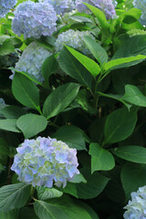 アジサイ 28　パステル　縦位置