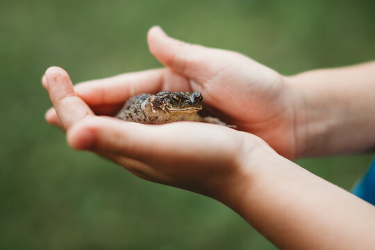 Young child's hands holding a cute small frog outside
