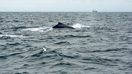 Naklejka premium Dorsal fin of a humpback whale in Machalilla National Park, off the coast of Puerto Lopez, Ecuador