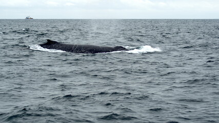 Fototapeta premium Blow hole of a humpback whale in Machalilla National Park, off the coast of Puerto Lopez, Ecuador