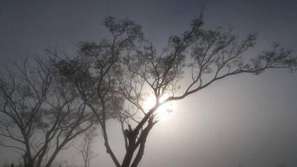 tree in the fog