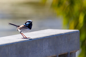 Fairy Wren posing on fence at a lake