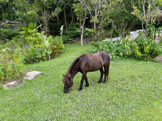 Naklejka premium horse in the meadow